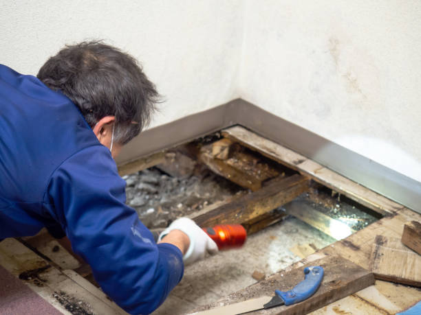 Best Certified Mold Removal  in Bridgeton, MO