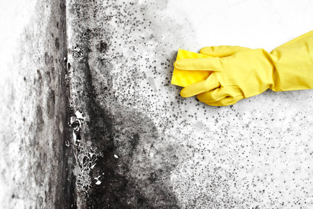 Certified Mold Removal in Bridgeton, MO