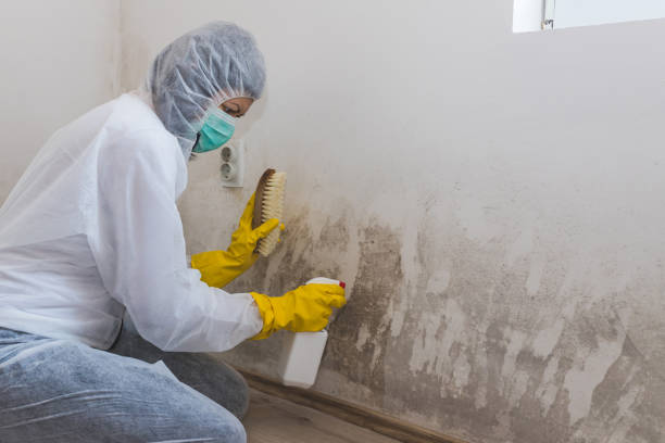 Best Attic Mold Removal  in Bridgeton, MO