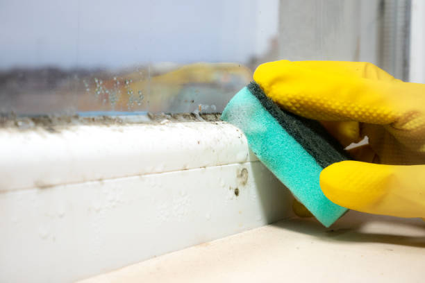 Best Crawl Space Mold Removal  in Bridgeton, MO