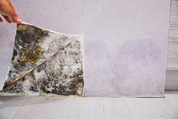 Mold Testing and Removal in Bridgeton, MO